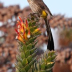 CAPE   SUGARBIRD  male  W.Cape.jpg