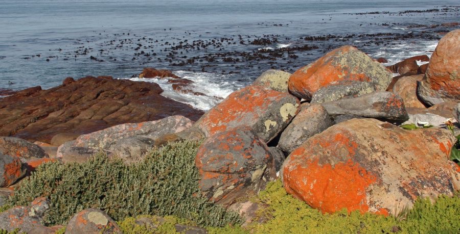 CAPE. PENINSULA.   Landscape . .W.Cape..jpg