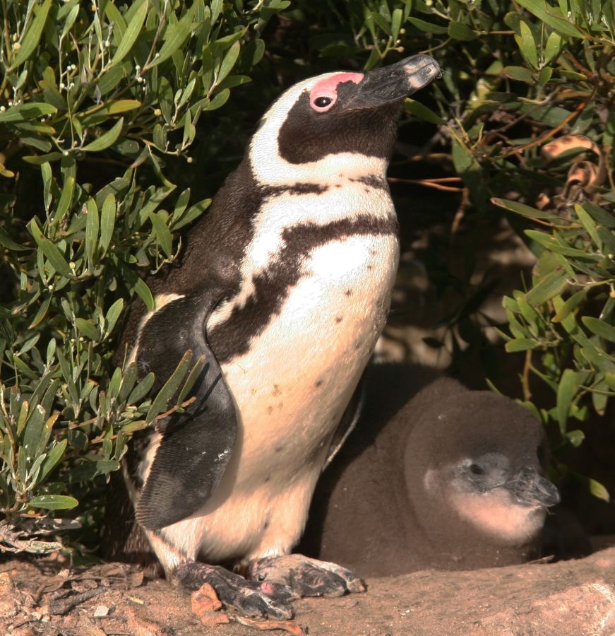 JACKASS PENGUIN with juvenile.W.Cape.jpg