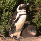 JACKASS PENGUIN with juvenile.W.Cape.jpg