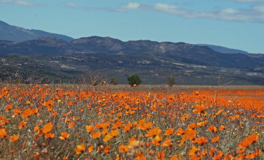 NAMAQUALAND.  Daisies.        N.Cape..jpg