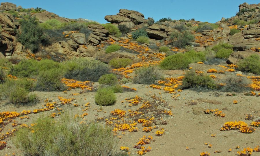 NAMAQUALAND. Rocky Floral View.  N.Cape..jpg