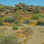 NAMAQUALAND. Rocky Floral View.  N.Cape..jpg