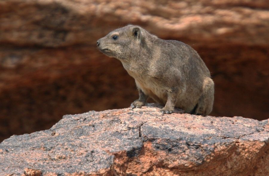 ROCK   HYRAX.  AUGRABIES.   N.Cape..jpg