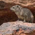 ROCK   HYRAX.  AUGRABIES.   N.Cape..jpg