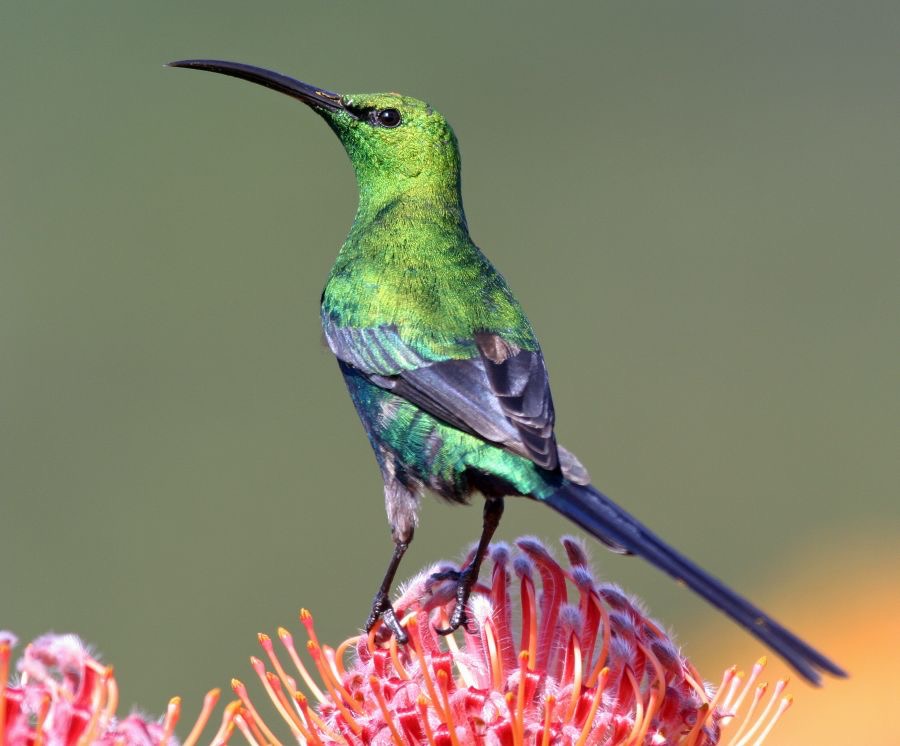 SUNBIRD MALACHITE. male    on  protea.    W.Cape..jpg