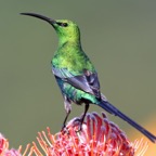 SUNBIRD MALACHITE. male    on  protea.    W.Cape..jpg