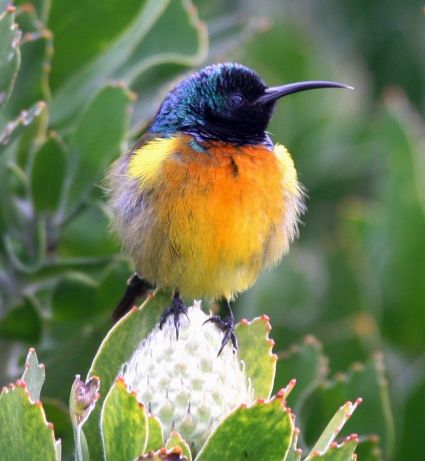 SUNBIRD ORANGE  BREASTED     male. W.Cape.jpg