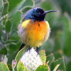 SUNBIRD ORANGE  BREASTED     male. W.Cape.jpg