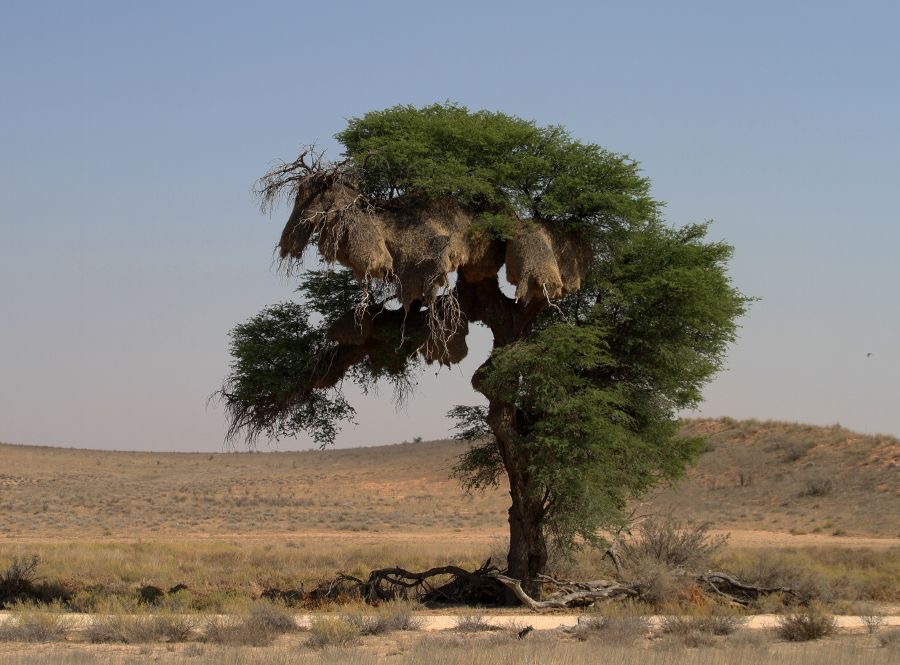 A LANDSCAPE with a Social Weaver Colony.jpg