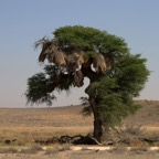 A LANDSCAPE with a Social Weaver Colony.jpg