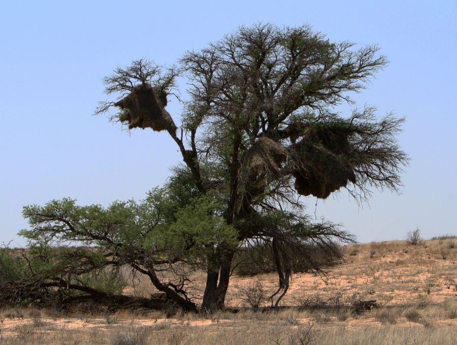A LANDSCAPE with an old Social Weaver  nests..jpg