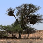 A LANDSCAPE with an old Social Weaver  nests..jpg