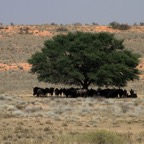 A LANDSCAPE with Wildebeests sheltering from the hot Sun..jpg