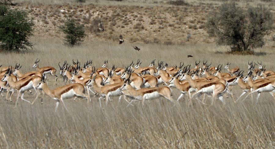A. LANDSCAPE  with a large group of Springboks..jpg