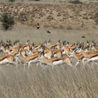 A. LANDSCAPE  with a large group of Springboks..jpg