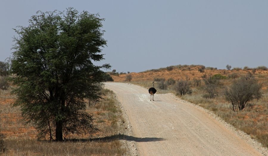 A. LANDSCAPE with Ostrich on the road..jpg
