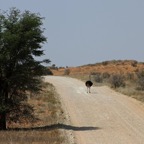 A. LANDSCAPE with Ostrich on the road..jpg