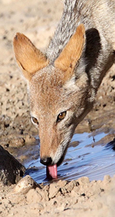 BLACK BACKED  JACKAL    drinking at a Waterhole..jpg