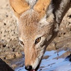 BLACK BACKED  JACKAL    drinking at a Waterhole..jpg
