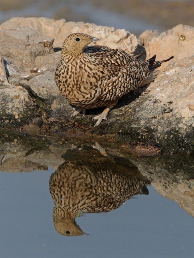 BURCHELL SANDGROSE female  drinking at Waterhole..jpg