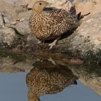 BURCHELL SANDGROSE female  drinking at Waterhole..jpg