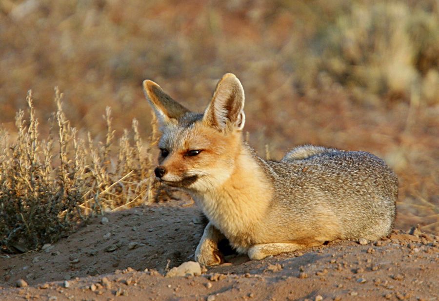 CAPE FOX  warming up in early morning sun..jpg