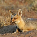 CAPE FOX  warming up in early morning sun..jpg