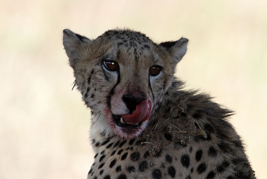 CHEETAH    after a meal with blood around his mouth..jpg