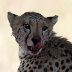 CHEETAH    after a meal with blood around his mouth..jpg