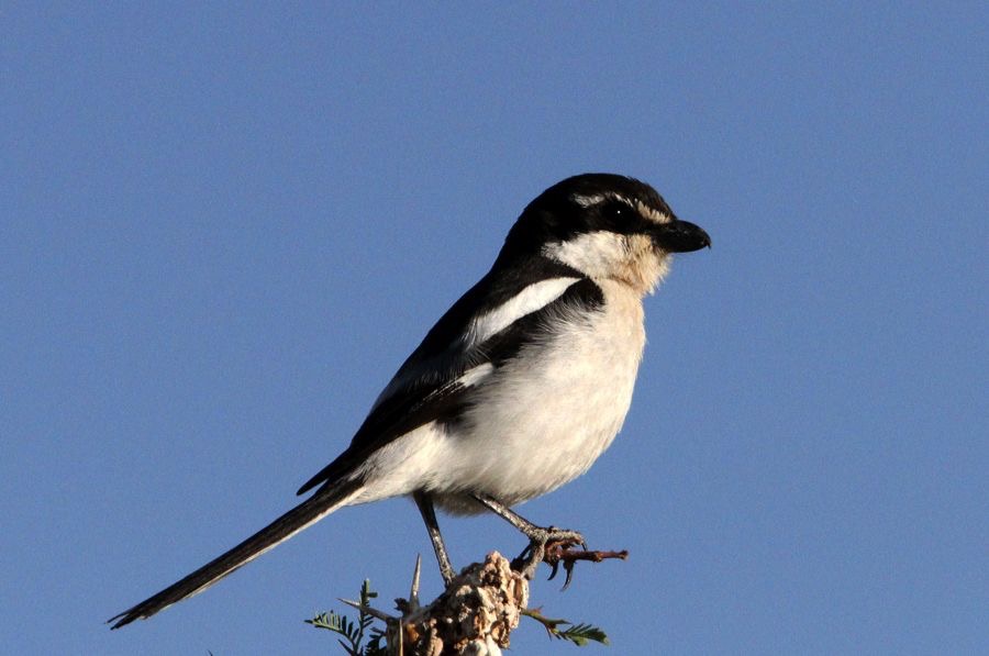 COMMON FISCAL  SHRIKE in   arid west Plumage.jpg