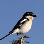 COMMON FISCAL  SHRIKE in   arid west Plumage.jpg