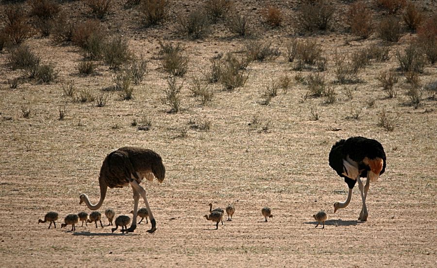 COMMON OSTRICH  family walking on a dry Riverbed..jpg