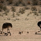 COMMON OSTRICH  family walking on a dry Riverbed..jpg