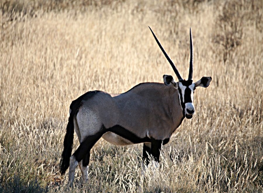GEMSBOK (ORYX). Desert Antilope..jpg