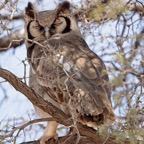 GIANT EAGLE   OWL sleeping in a Camelthorn Tree..jpg