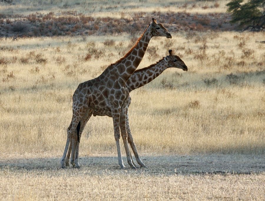 GIRAFFE   pair  make an interesting photo..jpg