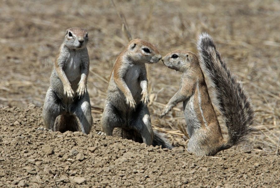 GROUND SQUIRRELS  playing.jpg