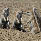 GROUND SQUIRRELS  playing.jpg
