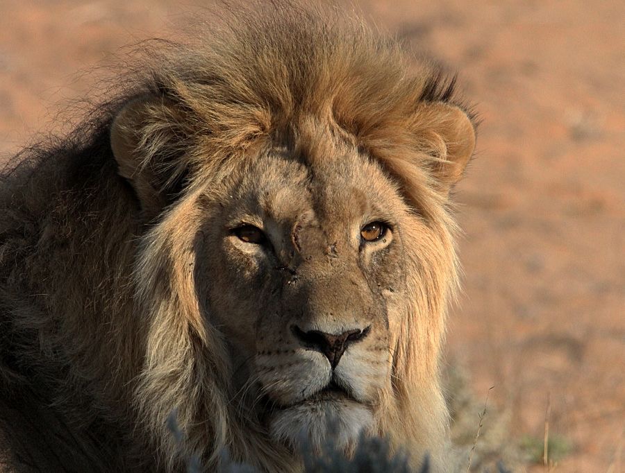 LION   male  with a Kalaharil large black     mane.jpg