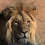 LION   male  with a Kalaharil large black     mane.jpg