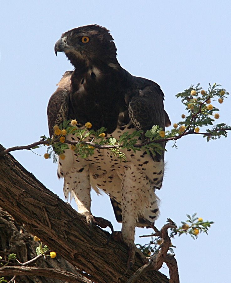 MARTIAL    EAGLE The largest Eagle in Kalahari..jpg