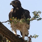 MARTIAL    EAGLE The largest Eagle in Kalahari..jpg