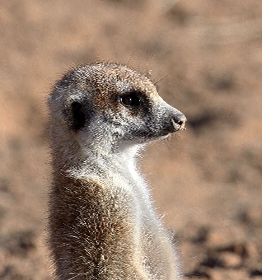 MEERKAT  (SURICATE)            on guard.jpg