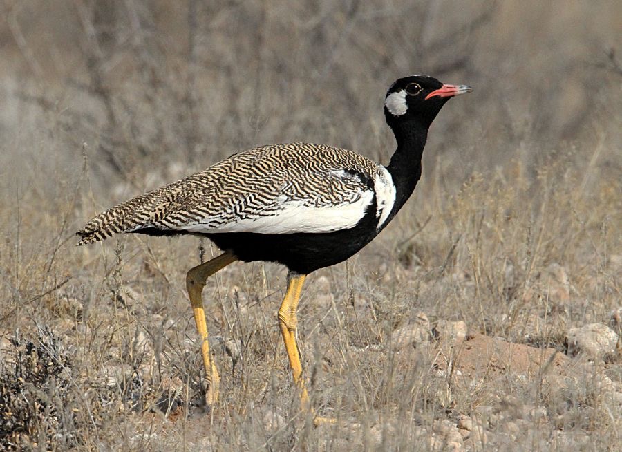 NORTHERN BLACK         KORHAAN male.jpg