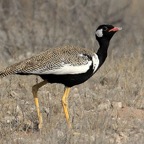 NORTHERN BLACK         KORHAAN male.jpg