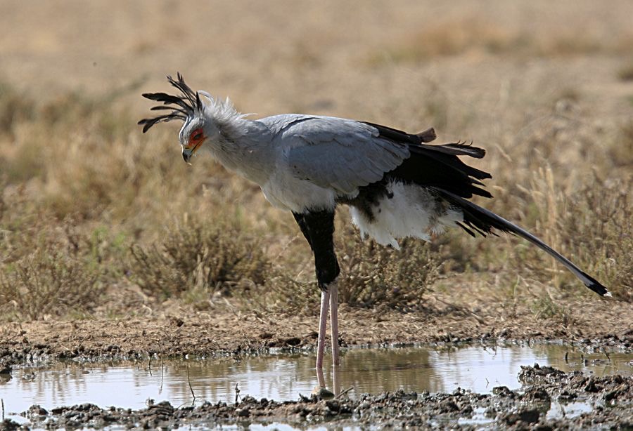 SECRETARY BIRD  on the  ground at a Waterhole..jpg