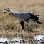 SECRETARY BIRD  on the  ground at a Waterhole..jpg