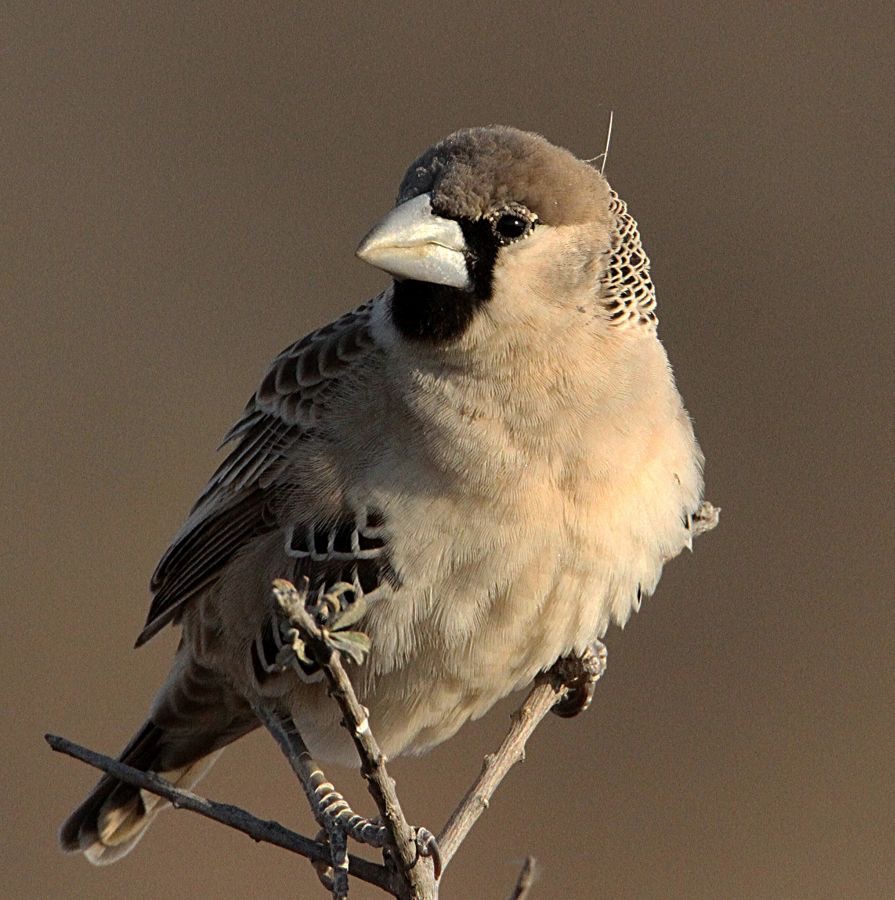 SOCIABLE  WEAVER that lives in a colony.jpg