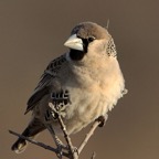 SOCIABLE  WEAVER that lives in a colony.jpg